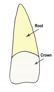  Root and Crown of a Tooth